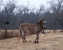 258px-Old_mule_in_Oklahoma